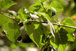 Green leaves, shallow focus Green leaves, shallow focus