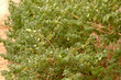 Green tree of Mulberry Green tree of Mulberry