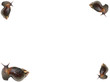 escargots en coins de page