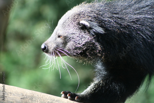 Photo: binturong paradoxurinae mamifère chat ours binturong paradoxurinae mamifère chat ours