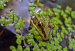 moorfrosch