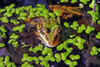 moorfrosch
