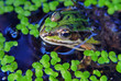moorfrosch