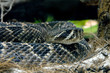 Rattlesnake