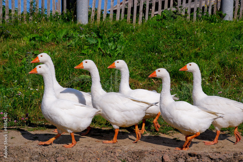 gooses