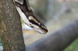 serpente