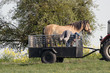 Horse riding Horse riding