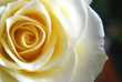 Rose 1