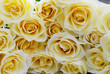 roses 2