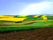 field