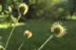 Sunny flowers