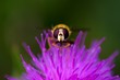 Abeille qui butine