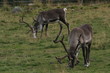 Reindeers Reindeers