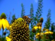 guepe sur pollen
