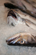 Fish for sale Fish for sale