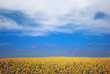 yellow rape field yellow rape field