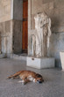 Ancient dog resting Ancient dog resting