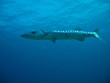 Barracyda en Mexico