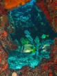 Peces tropicales eh Negril