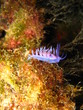 Nudibranquio en Valencia