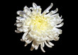 Chrysanthemum Chrysanthemum