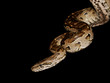 Southern African python (Python natalensis) Southern African python (Python natalensis)