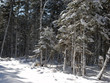 wood(timber) taiga in(to;at) snow          