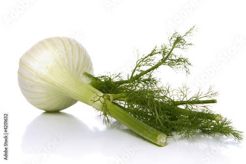 fennel