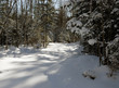 wood(timber) taiga in(to;at) snow          