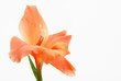 Gladiolenblüte