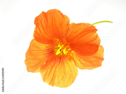 Foto: orange flower orange flower