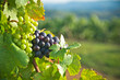 Photo en ligne au meilleur prix Vignoble