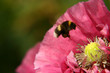 Blütenbesuch einer Hummel