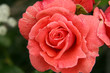 Wassertropfen auf einer Rose