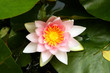 Die Seerose