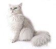chat persan chinchilla chat persan chinchilla