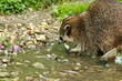 fressender Waschbär