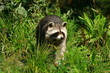 Der Waschbär