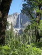 yosemite falls through the trees
