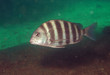 Sheepshead underwater at Venice, Florida.