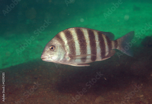 Photo: Sheepshead underwater at Venice, Florida. Sheepshead underwater at Venice, Florida.