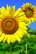 Sunflower field