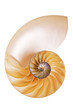Illustration: Nautilus Split Half Nautilus Split Half