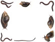 cadre escargots et vers de terre