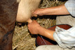 Milking cows at a dairy farm Milking cows at a dairy farm