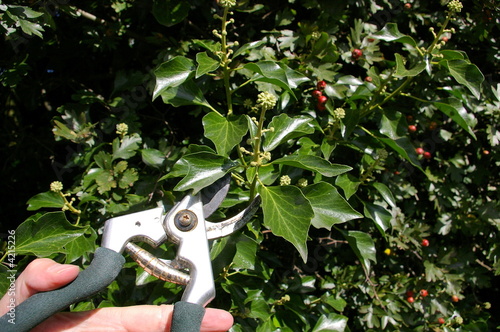 pruning by hand