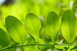 Feuille verte repliée avec lumière douce