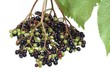 Elderberries Ripening