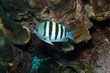 Sergeant Major, Bonaire.