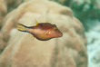 Sharpnose puffer, Bonaire.